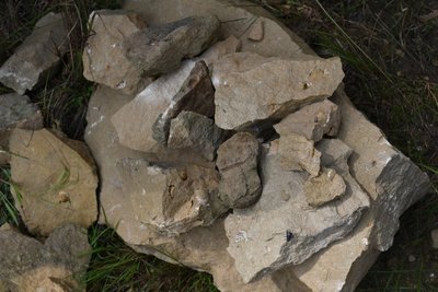 Paleontologické vzorky