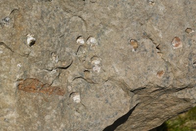 Otisky mlžů a zbytků dřev v libnavském pískovci