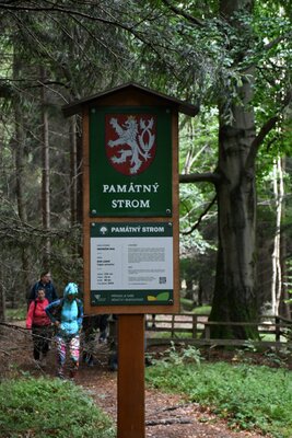 Památný hraniční buk