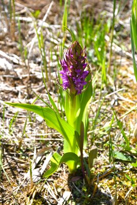 Na bývalém odkališti úpravny měděných rud se daří vstavačům