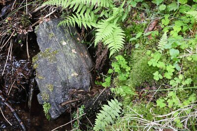 Prvohorní a současná flóra ve Volském dole