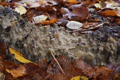 Geovýlet za božanovským pískovcem