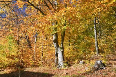Geovýlet za božanovským pískovcem