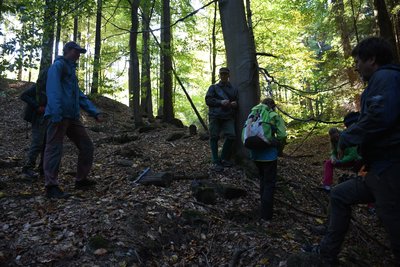 Araukarity v úbočí Jestřebích hor 