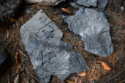 Zkameněliny v jemnozrnných pískovcích radvanického souslojí