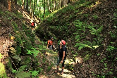 Skoro jako v karbonském pralese.