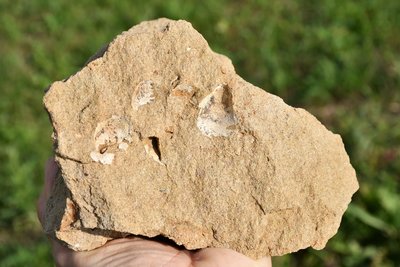 Glaukonitický pískovec s otisky lastur drobných mořských mlžů.