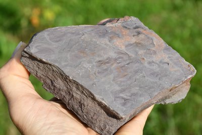 Prachovec z Permské stěny